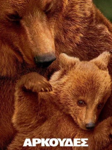 Αρκούδες