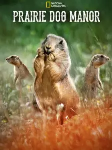 Prairie Dog Manor