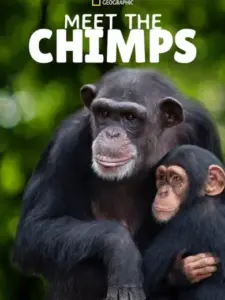 Γνωρίστε τους Χιμπατζήδες