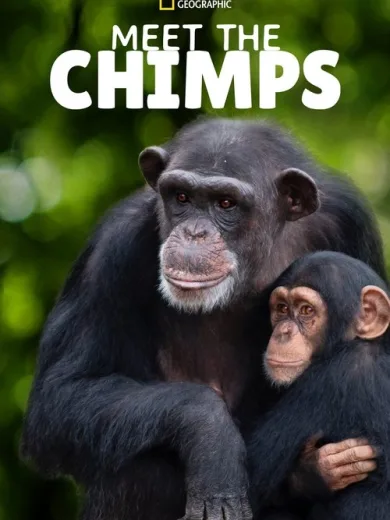 Γνωρίστε τους Χιμπατζήδες / Meet the Chimps