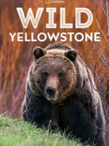 Wild Yellowstone