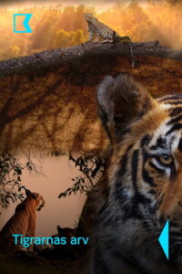 Tiger Legacy