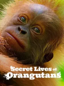 Η Κρυφή Ζωή των Ουρακοτάγκων / Secret Lives of Orangutans