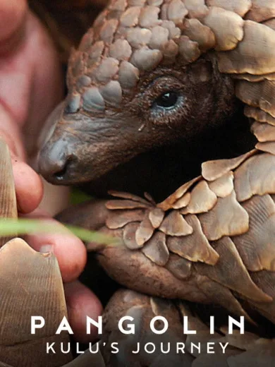 Παγκολίνος: Το Ταξίδι του Κούλου / Pangolin: Kulu’s Journey