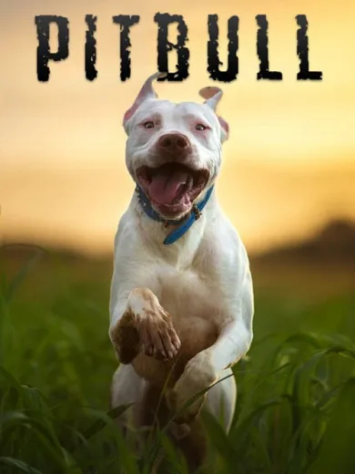 Pitbull