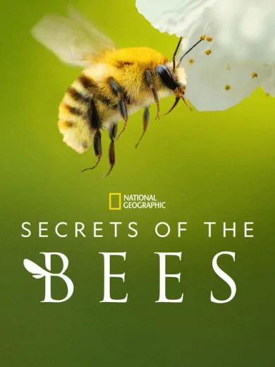 Secrets of the Bees