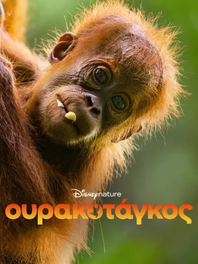 Ουρακοτάγκος / Orangutan