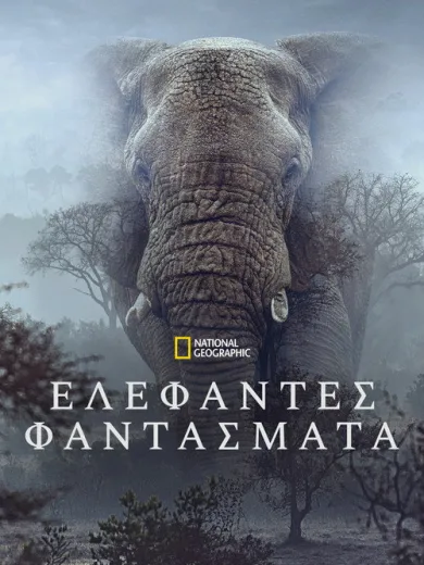 Ghost Elephants