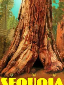 Sequoia