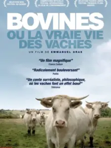Bovines