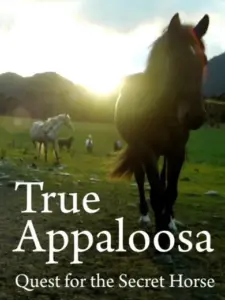 True Appaloosa
