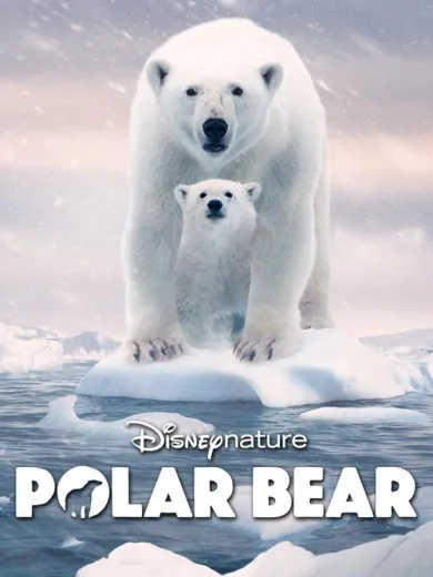 Πολική Αρκούδα / Polar Bear
