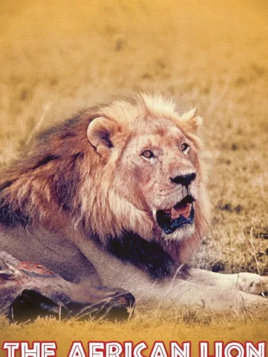 Το Λιοντάρι της Αφρικής / The African Lion