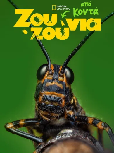 Ζουζούνια από Κοντά / A Real Bug’s Life