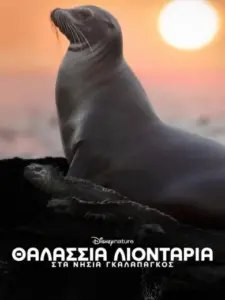 Θαλάσσια Λιοντάρια στα Νησιά Γκαλαπάγκος / Sea Lions of the Galapagos
