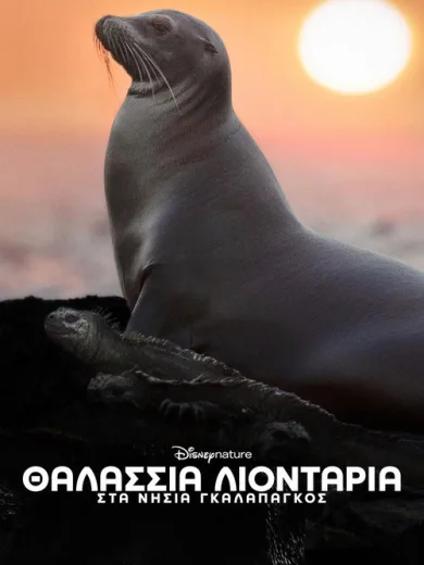 Θαλάσσια Λιοντάρια στα Νησιά Γκαλαπάγκος / Sea Lions of the Galapagos