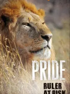 Pride Ruler at Risk