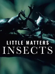 Little Matters: Insects