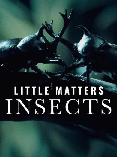 Little Matters: Insects