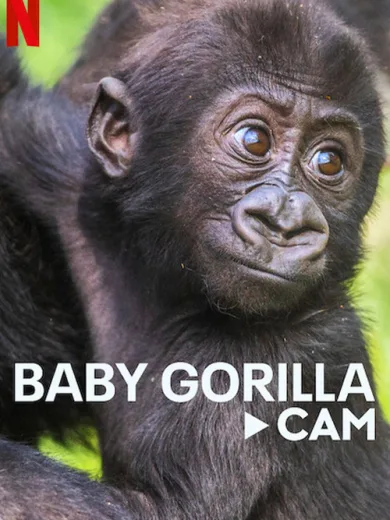 Baby Gorilla Cam