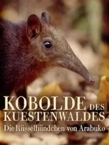 Kobolde des Küstenwaldes – Die Rüsselhündchen von Arabuko