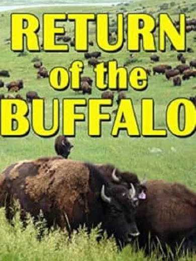 The Return of the Buffalo: Restoring the Great American Prairie