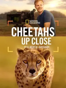 Cheetahs Up Close with Bertie Gregory