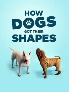 How Dogs Got Their Shapes