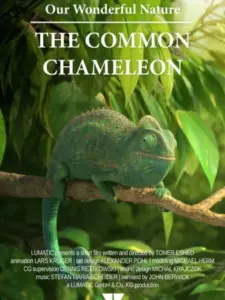 Our Wonderful Nature – The Common Chameleon