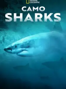 Camo Sharks