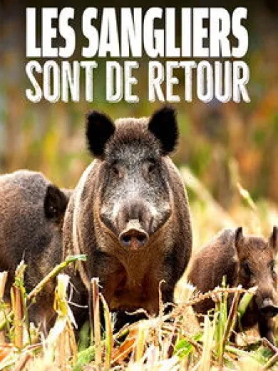 Les sangliers sont de retour