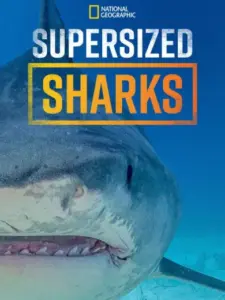 Supersized Sharks