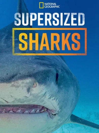Supersized Sharks