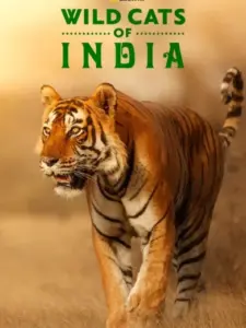 Wild Cats of India