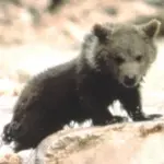 Youk the Bear (Douce the Bear)