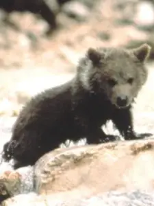 Youk the Bear (Douce the Bear)