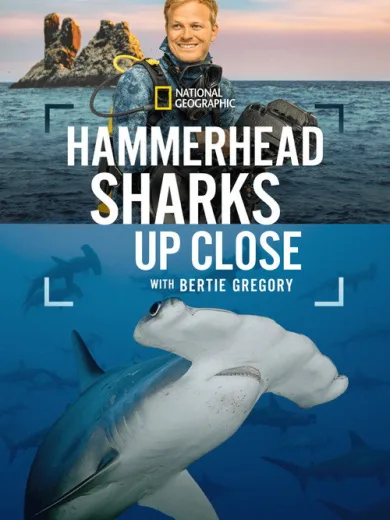 Hammerhead Sharks Up Close with Bertie Gregory