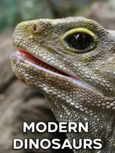 Modern Dinosaurs