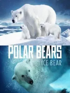 Polar Bears: Ice Bear