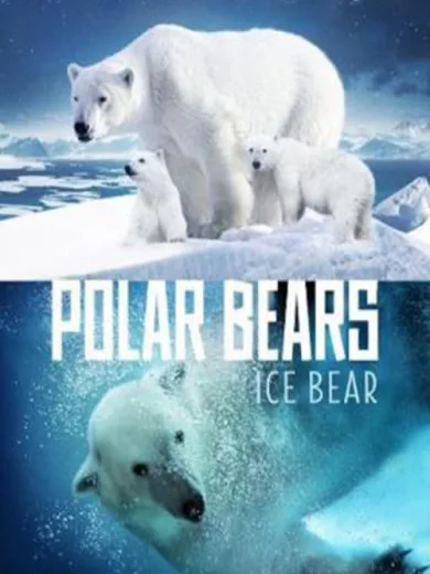Polar Bears: Ice Bear