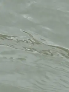 entre les vagues (un hommage)